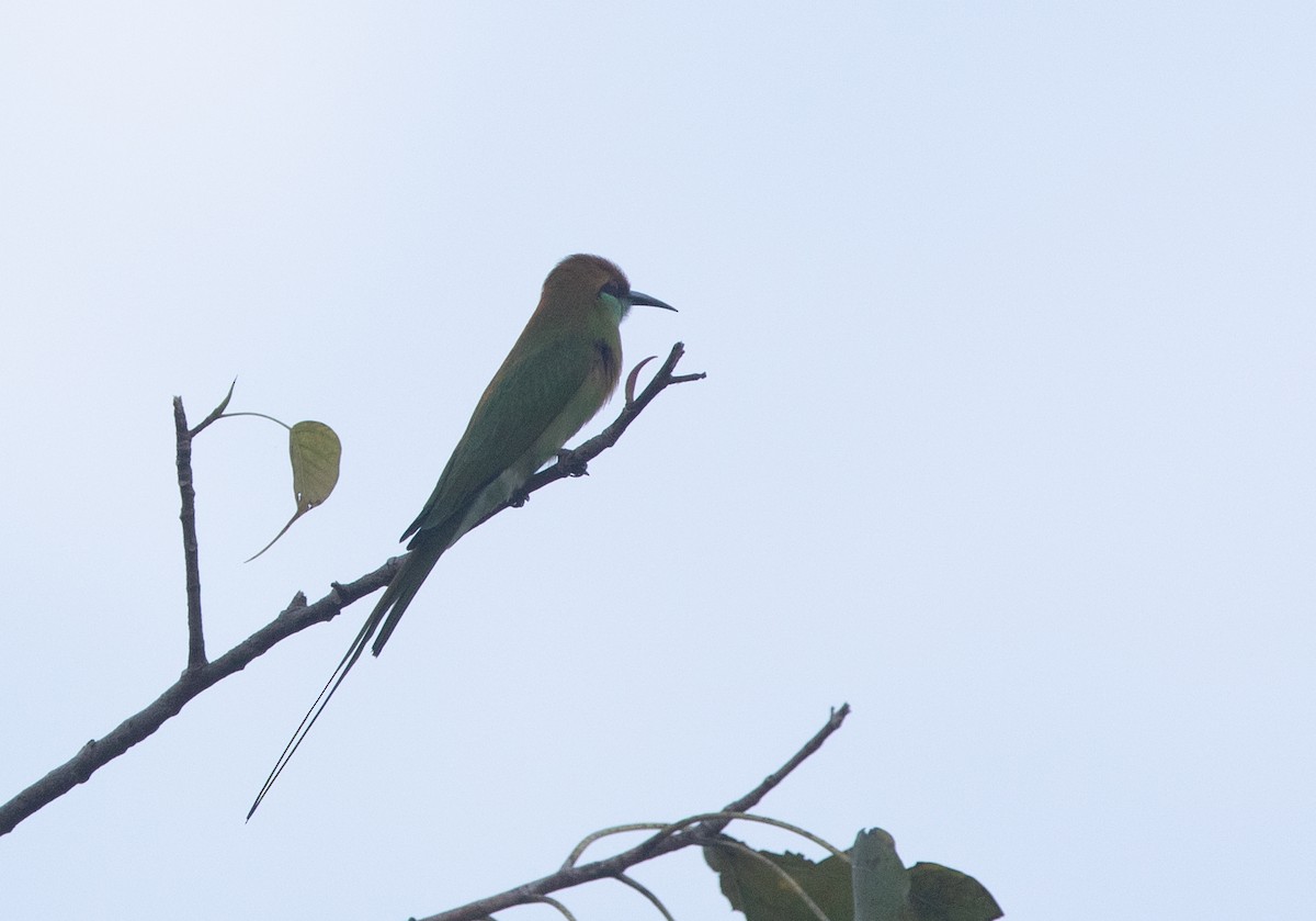 Asian Green Bee-eater - Sathyan Meppayur