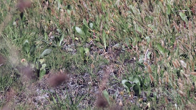 Pipit de Sprague - ML625324545