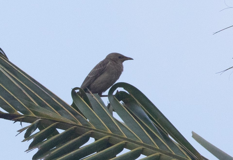 Rosy Starling - Sathyan Meppayur