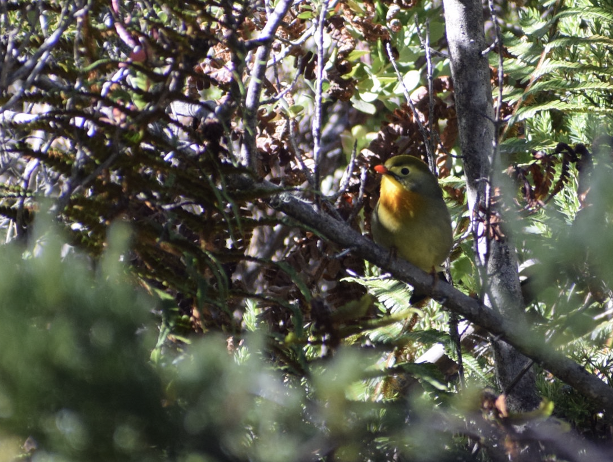 Red-billed Leiothrix - ML625324658