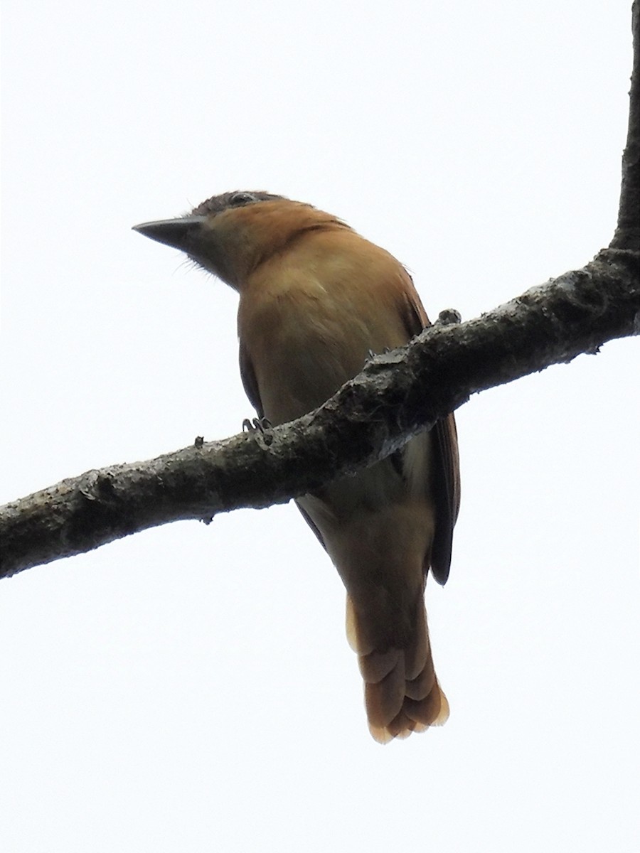 Chestnut-crowned Becard - ML625324672