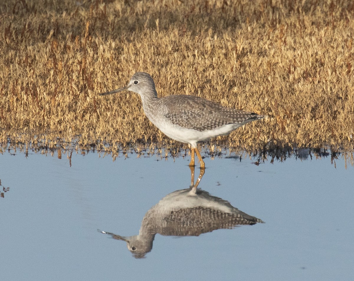 plystresnipe - ML625324723