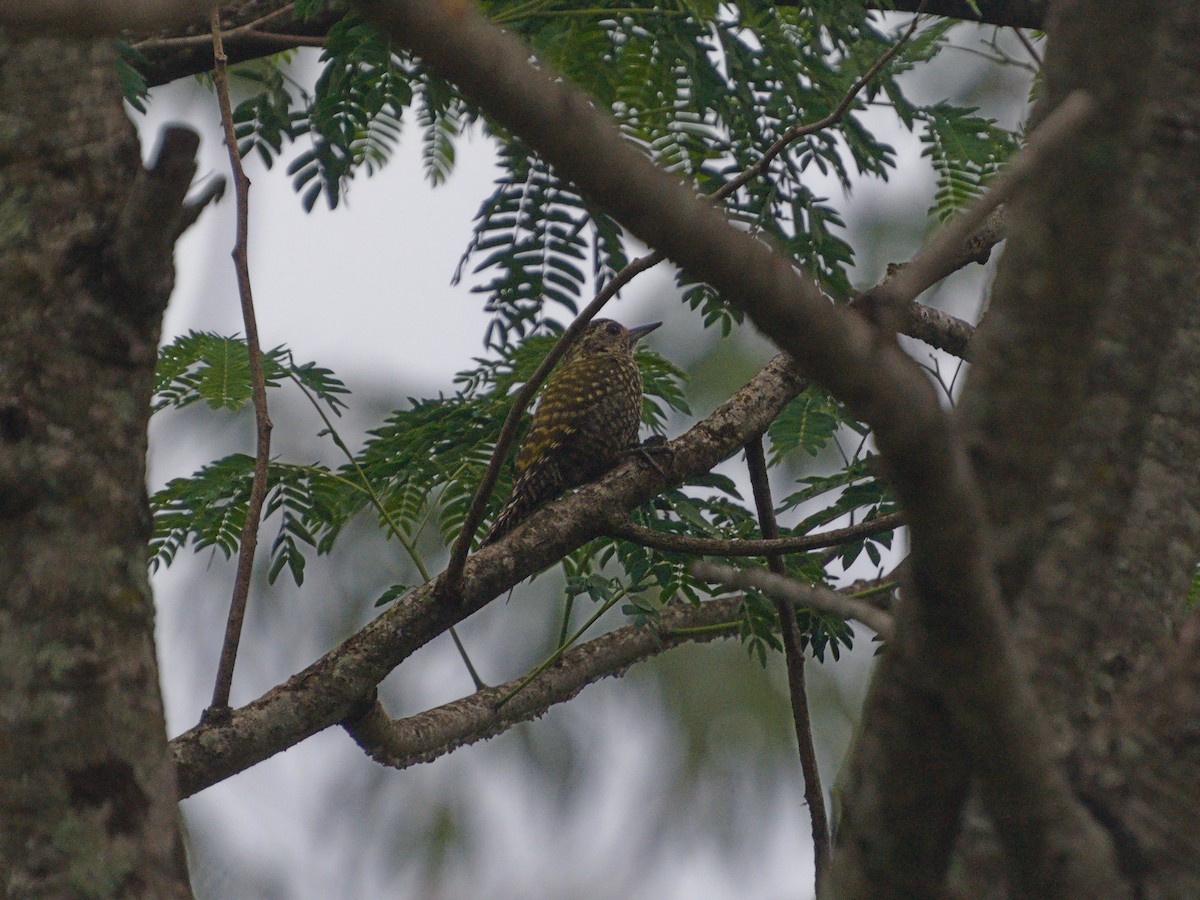 White-spotted Woodpecker - ML625324799