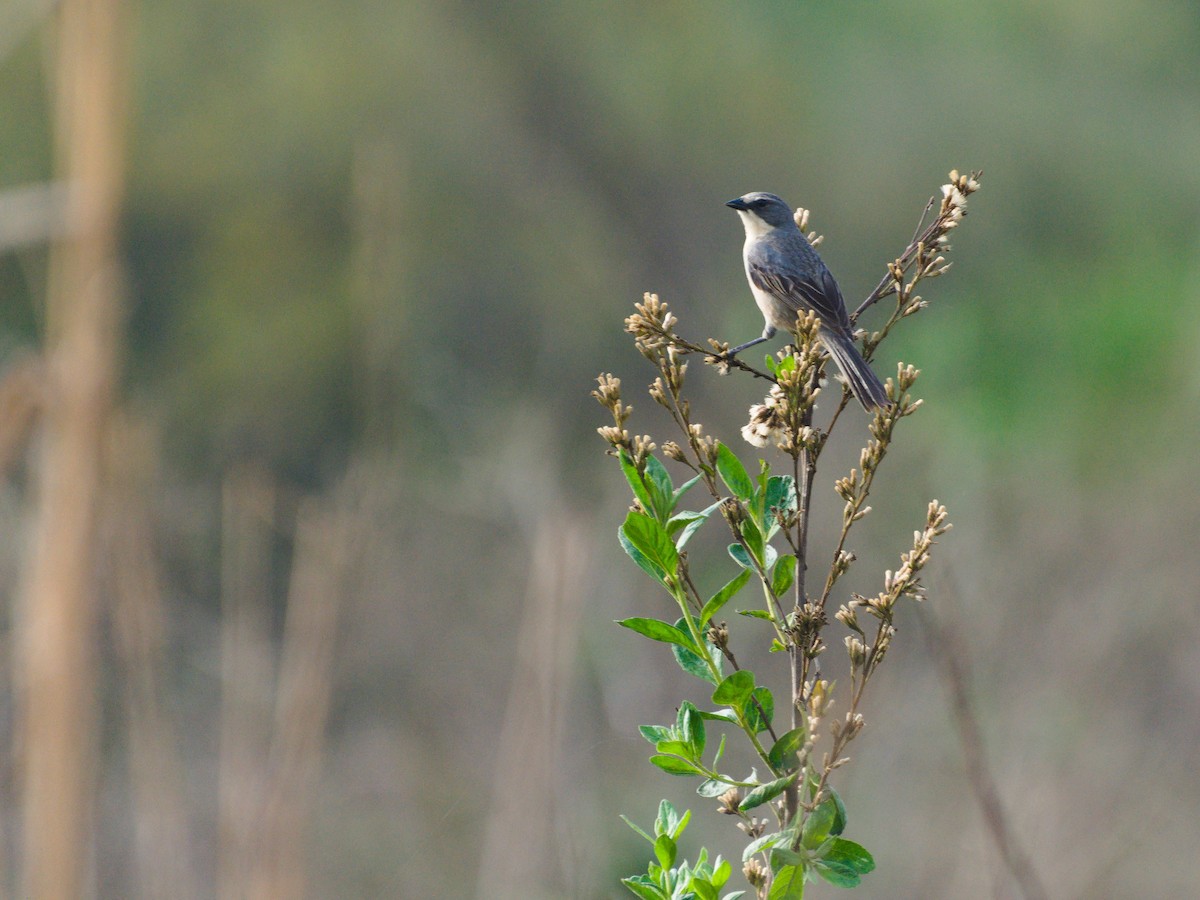 Long-tailed Reed Finch - ML625324904