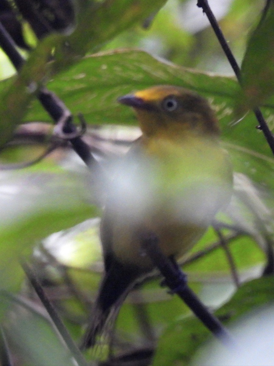 Wire-tailed Manakin - ML625324977