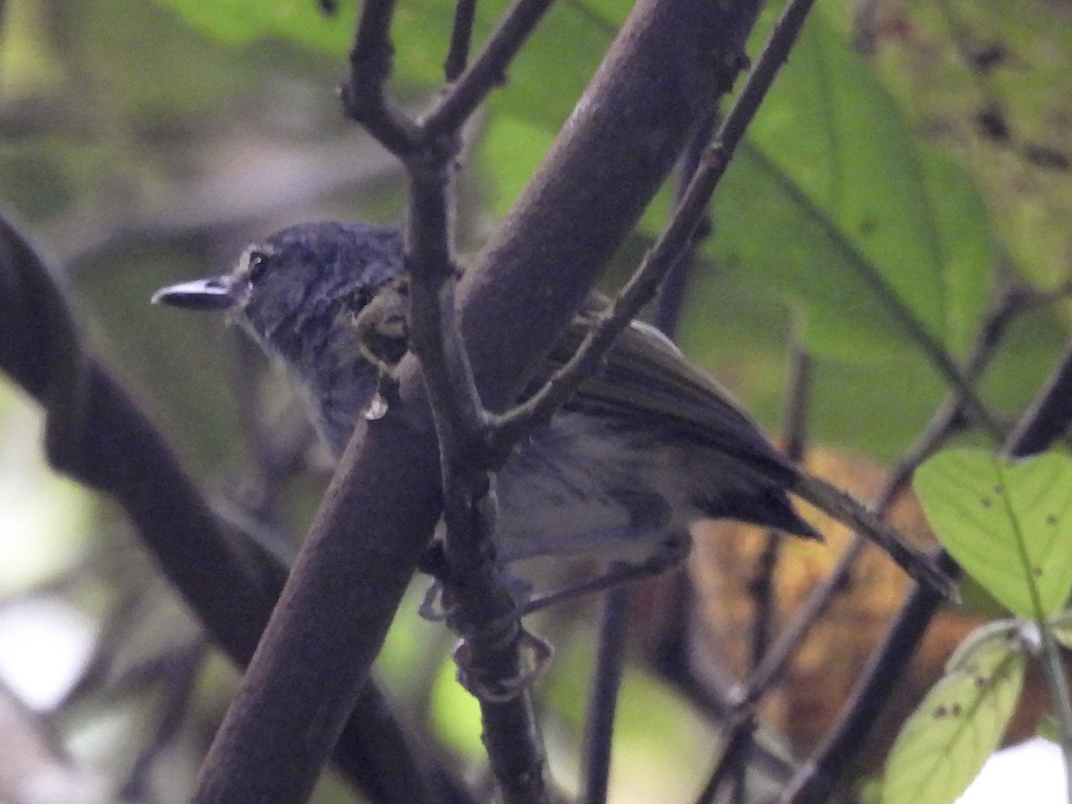 Slate-headed Tody-Flycatcher - ML625325018