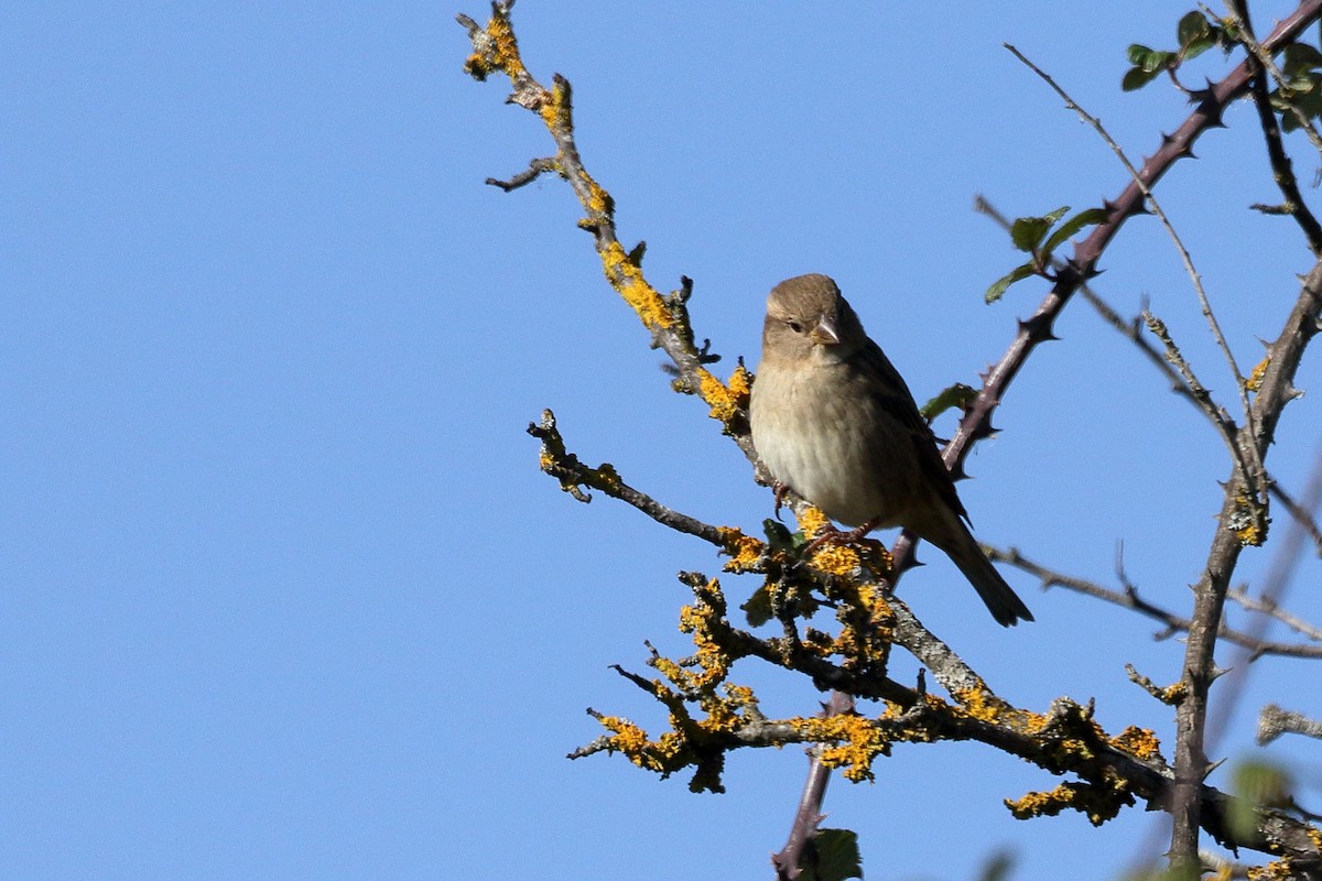 Spanish Sparrow - ML625325028