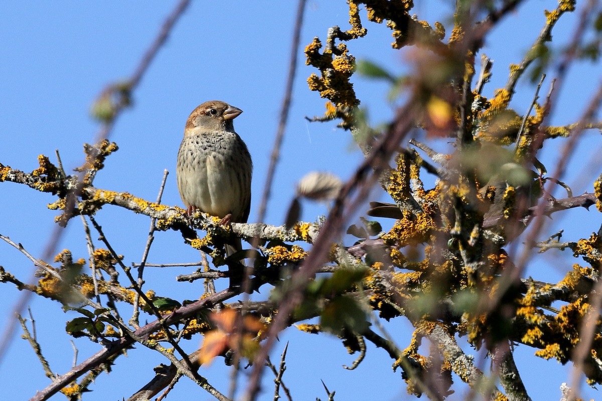 Spanish Sparrow - ML625325030