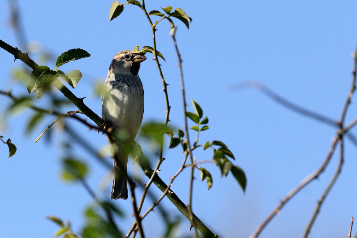 Spanish Sparrow - ML625325033