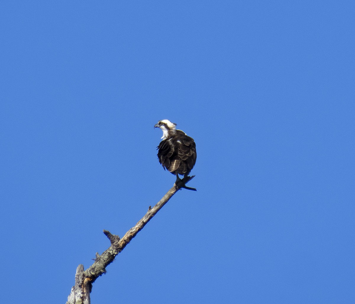 Osprey - ML625325055