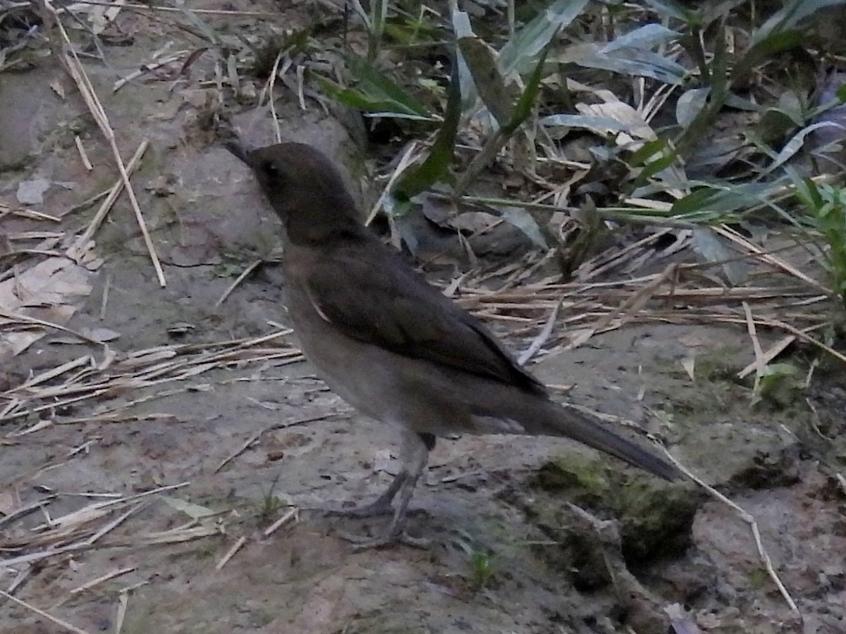 Black-billed Thrush - ML625325125