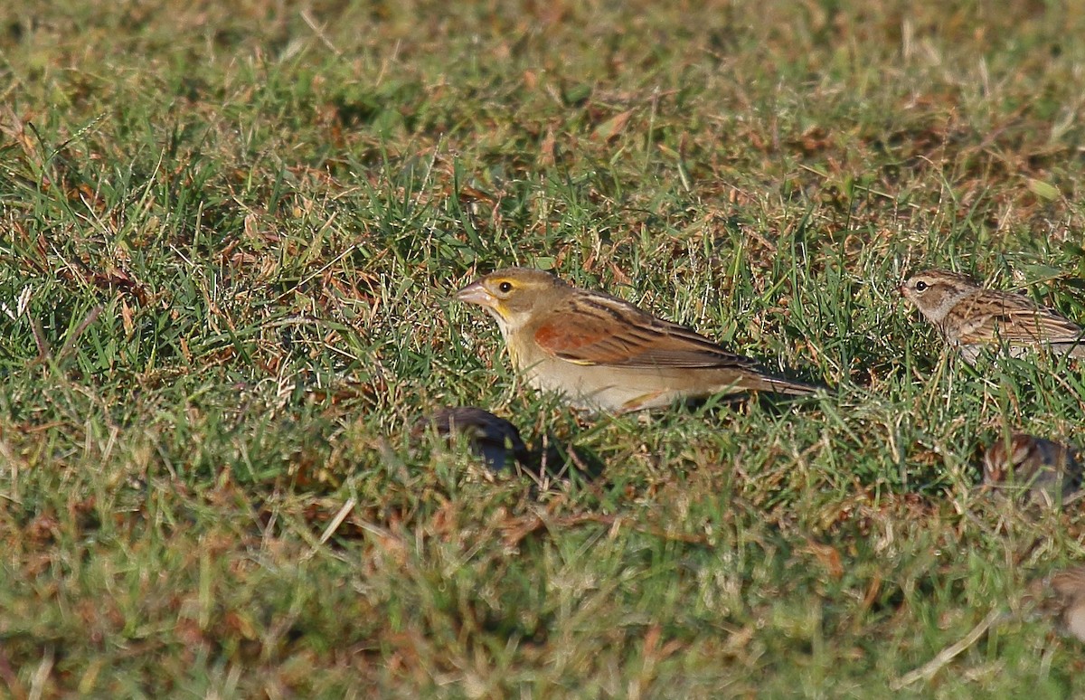 Dickcissel - Greg Gillson