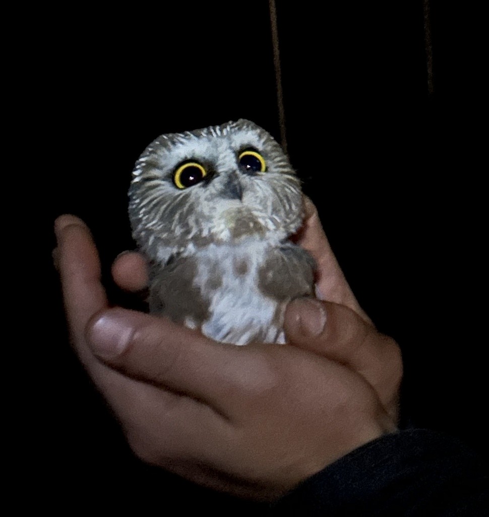 Northern Saw-whet Owl - ML625325217