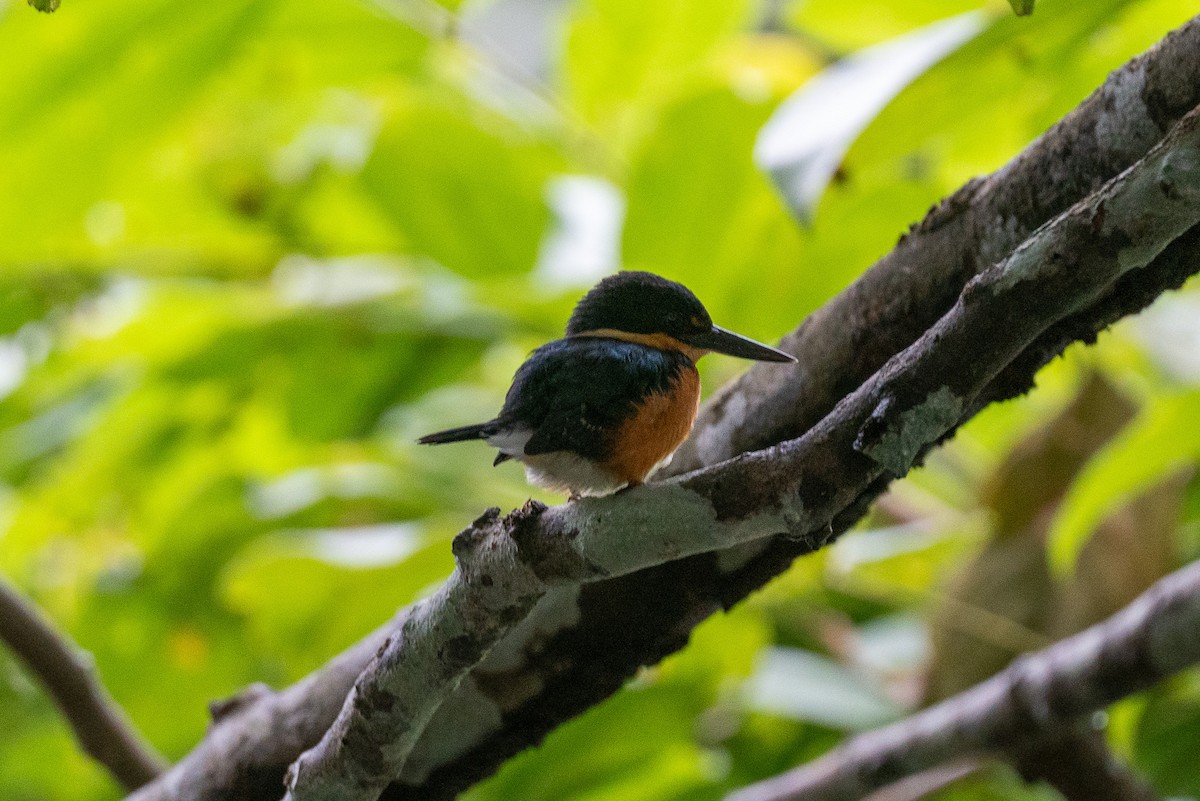 American Pygmy Kingfisher - ML625325273