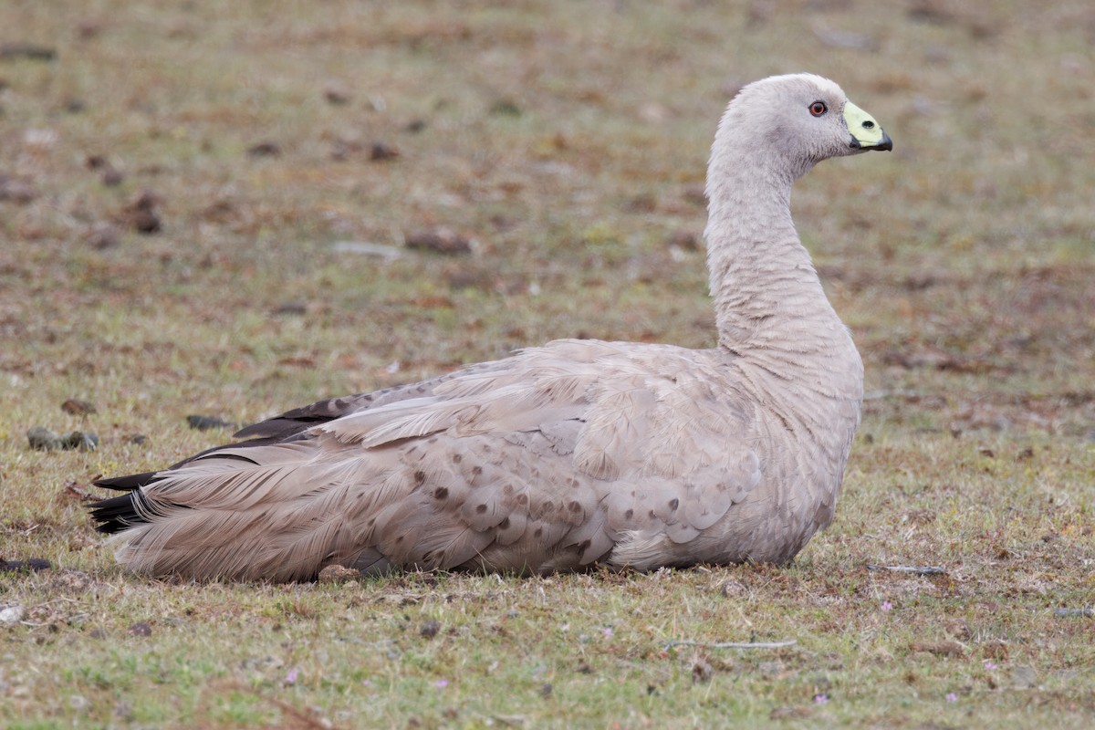 Cape Barren Goose - ML625325297