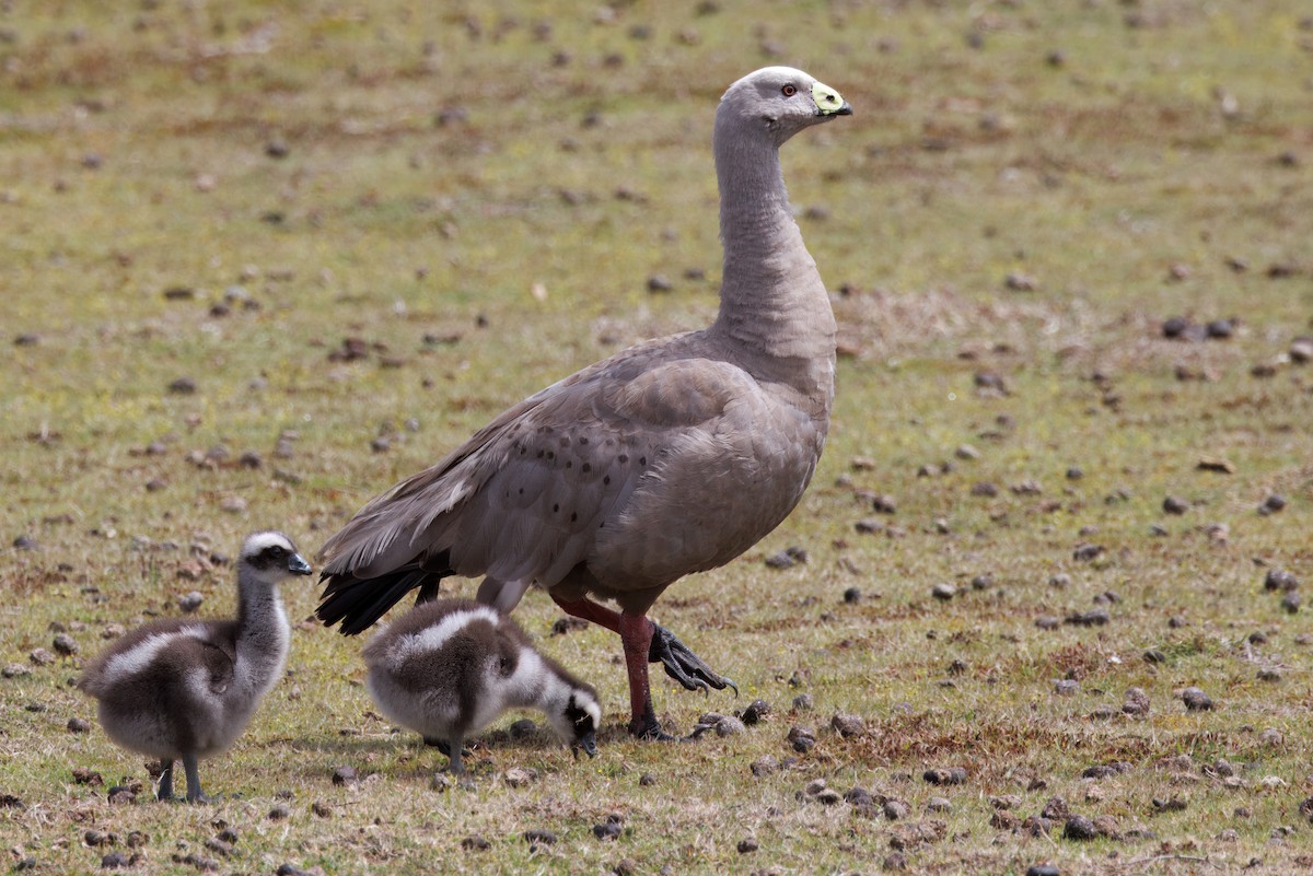 Cape Barren Goose - ML625325305