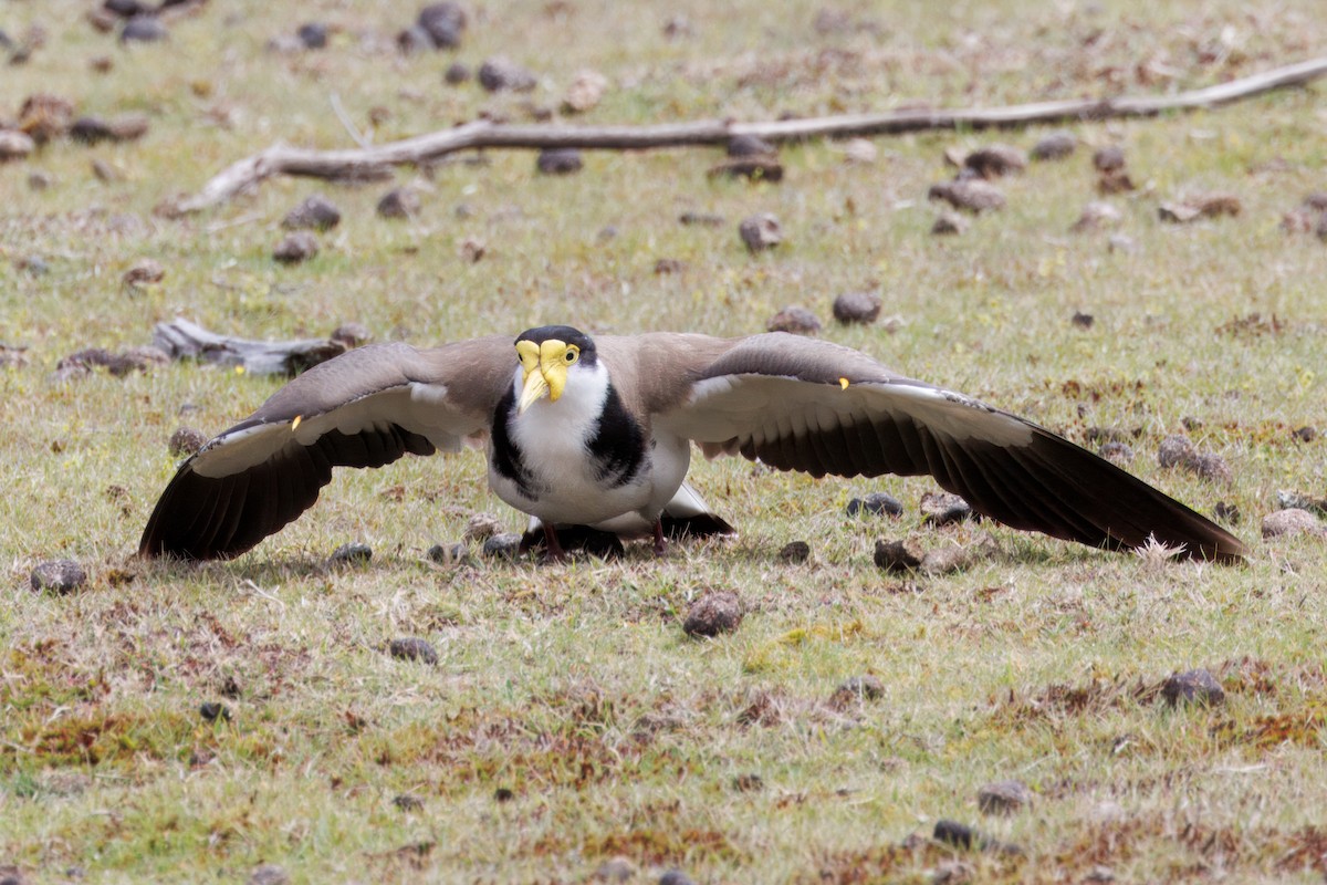 Masked Lapwing - ML625325312