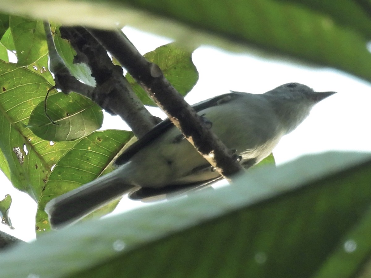 Amazonian Elaenia - ML625325324