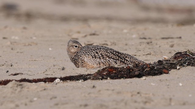 Long-billed Curlew - ML625325410