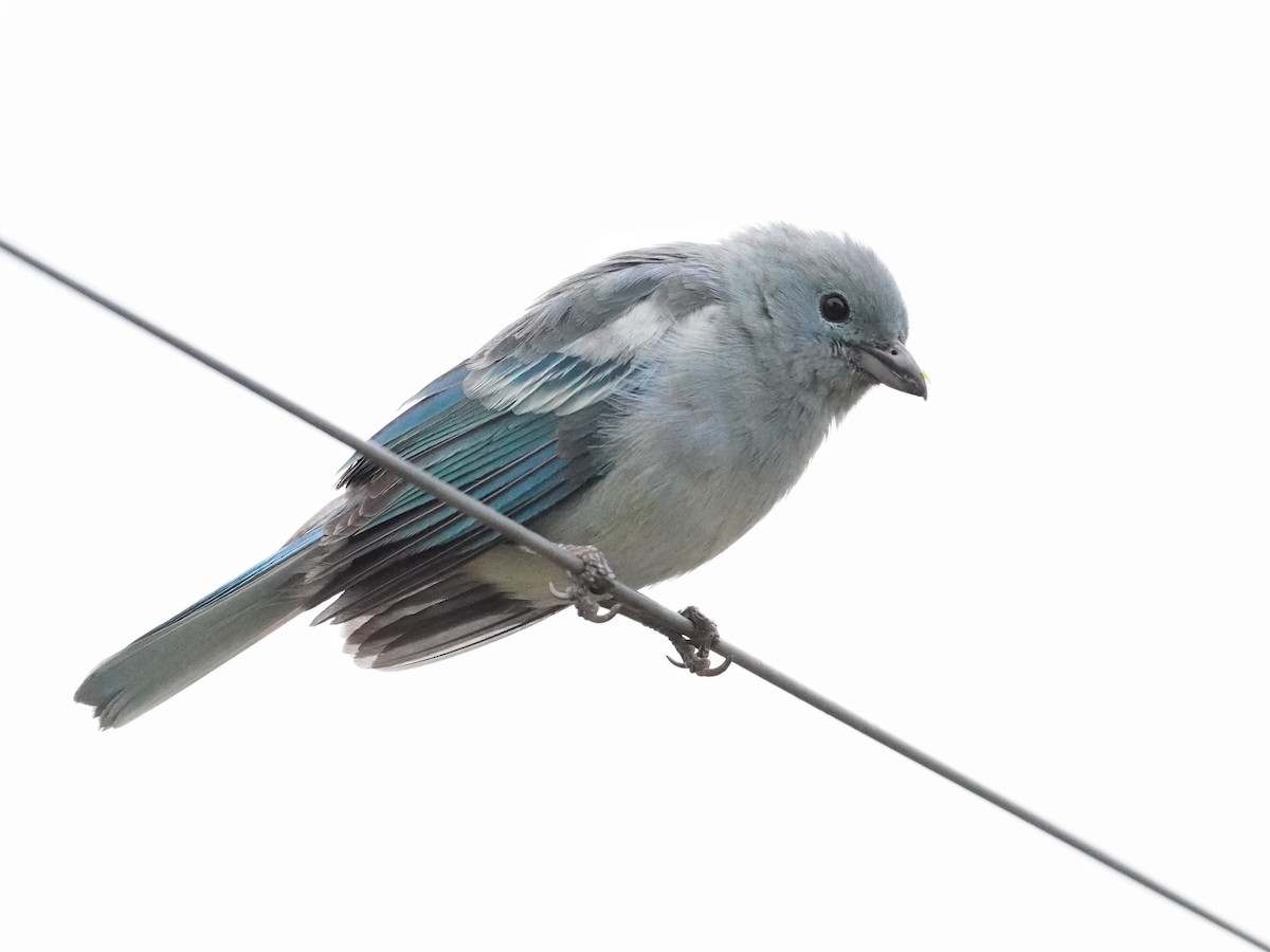 Blue-gray Tanager - ML625325475