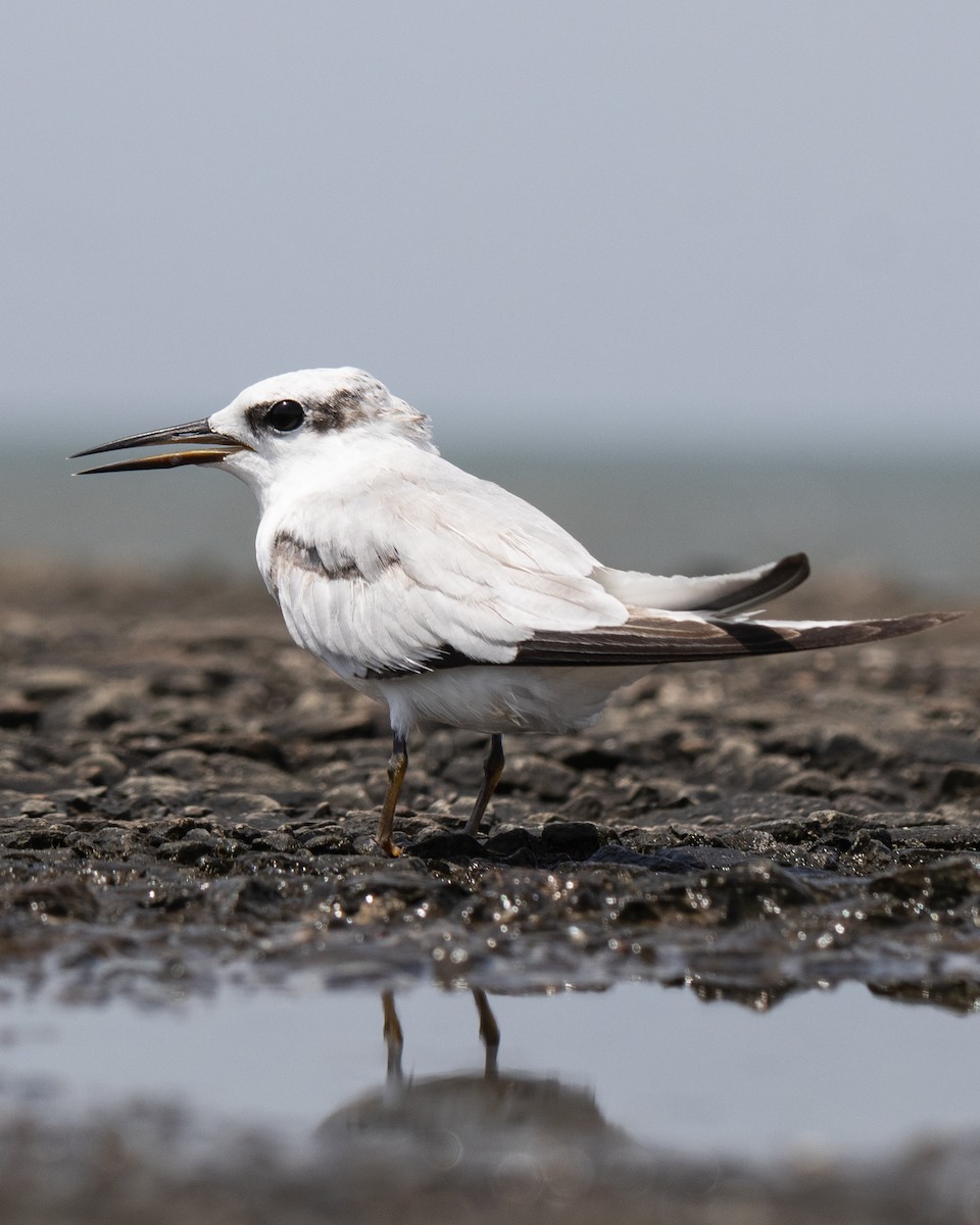 Saunders's Tern - ML625325511