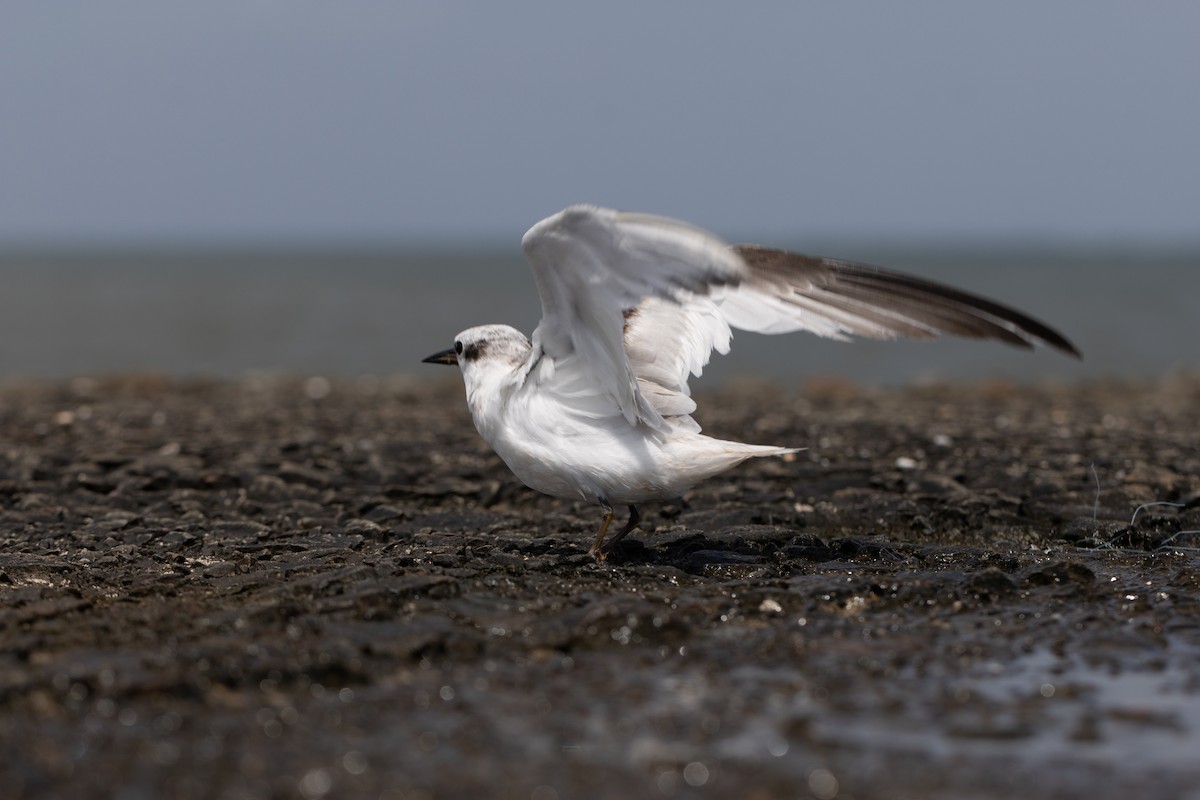 Saunders's Tern - ML625325521