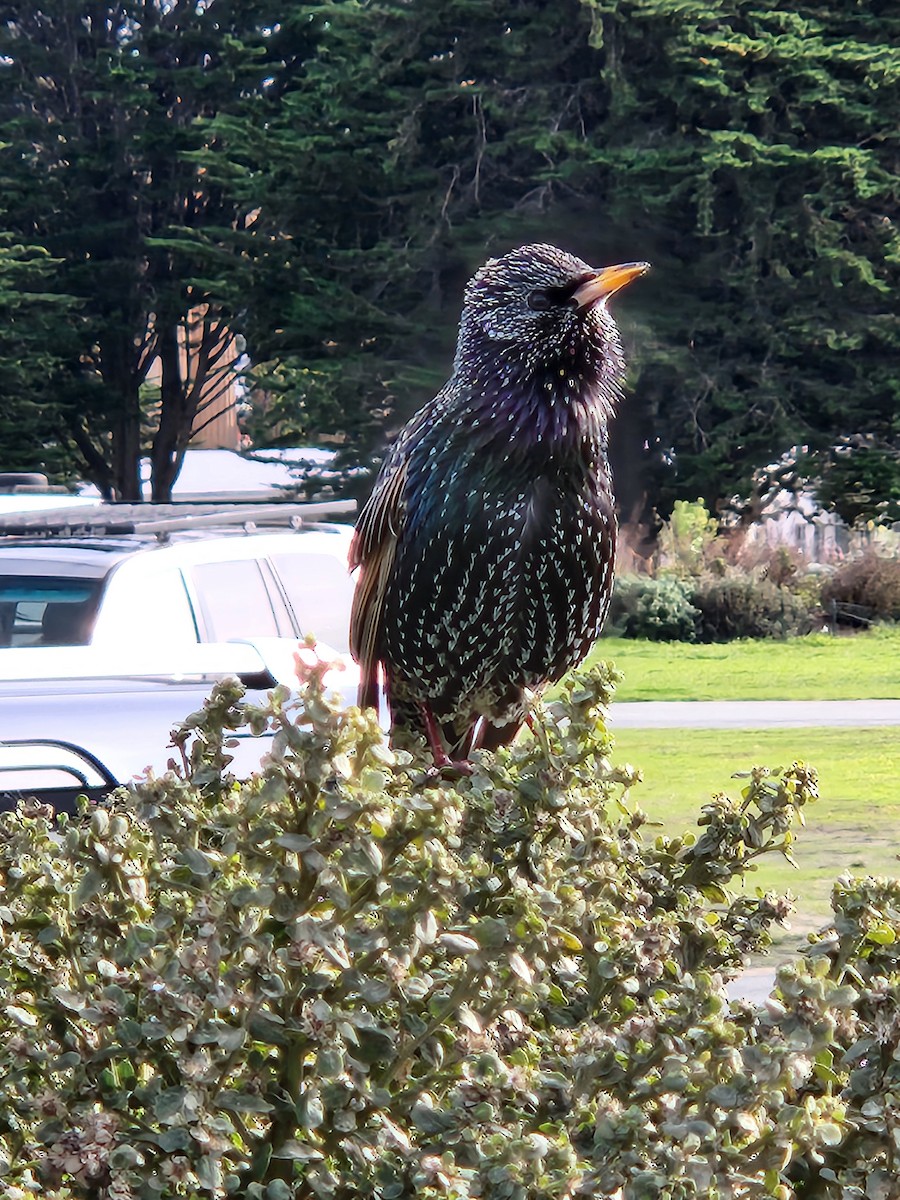 European Starling - ML625325536