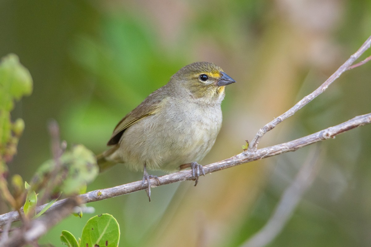 Yellow-faced Grassquit - ML625325537