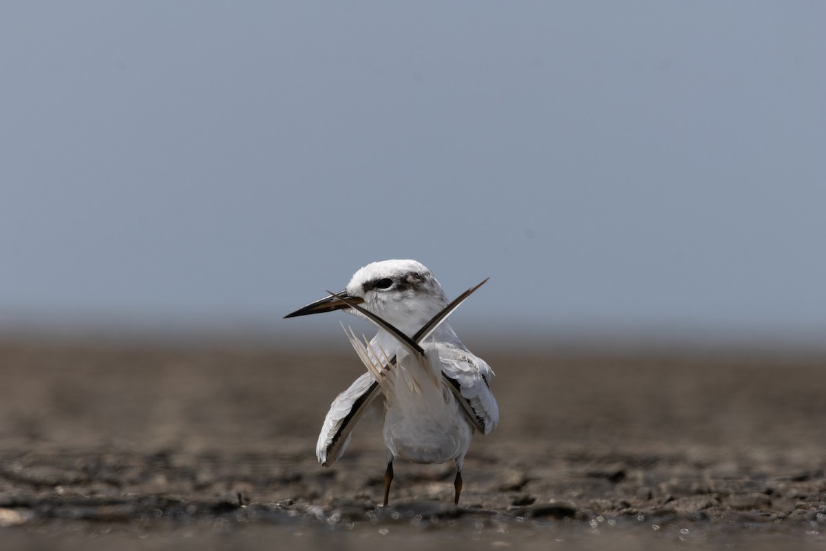 Saunders's Tern - ML625325540