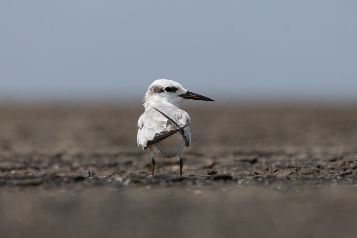 Saunders's Tern - ML625325596