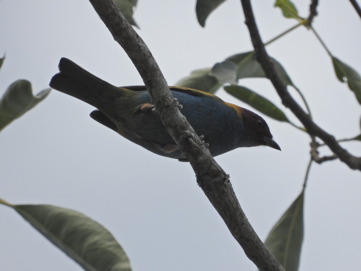 Bay-headed Tanager - ML625325603