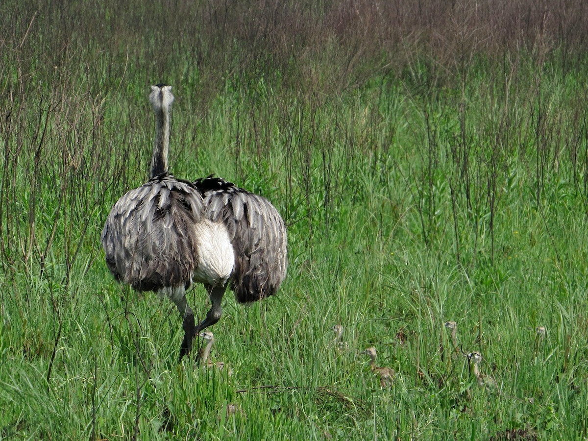 Greater Rhea - ML625325634