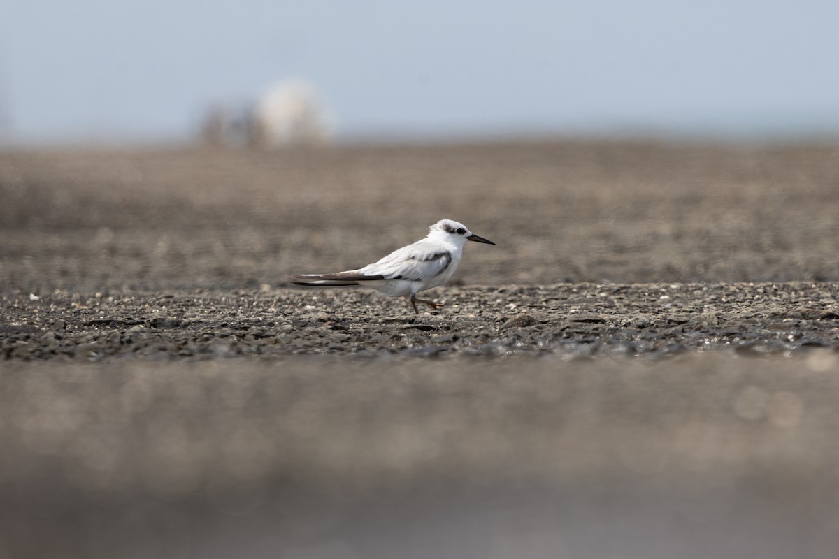 Saunders's Tern - ML625325648