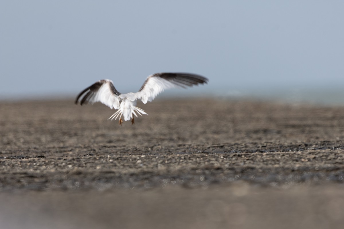 Saunders's Tern - ML625325674