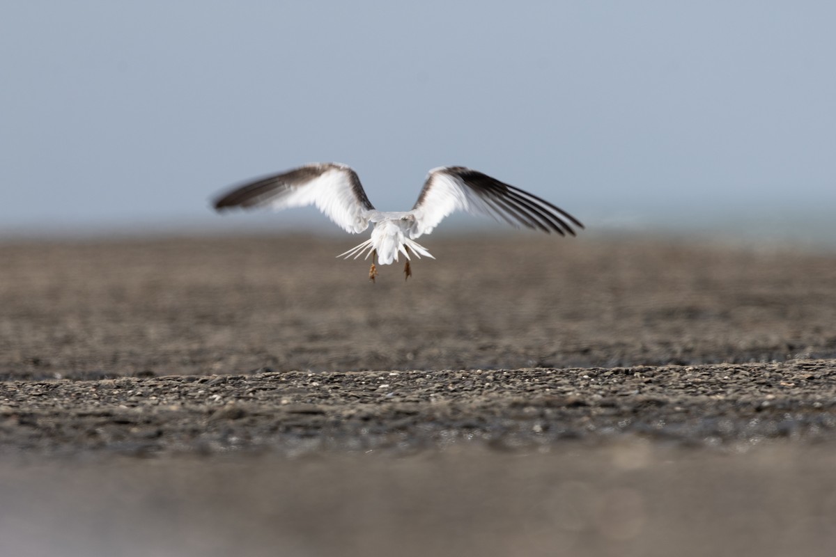 Saunders's Tern - ML625325681