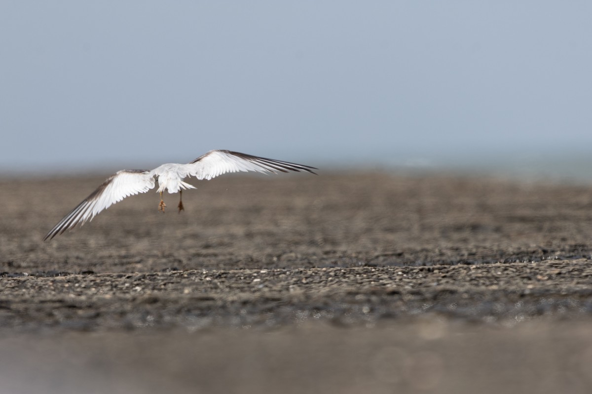 Saunders's Tern - ML625325693