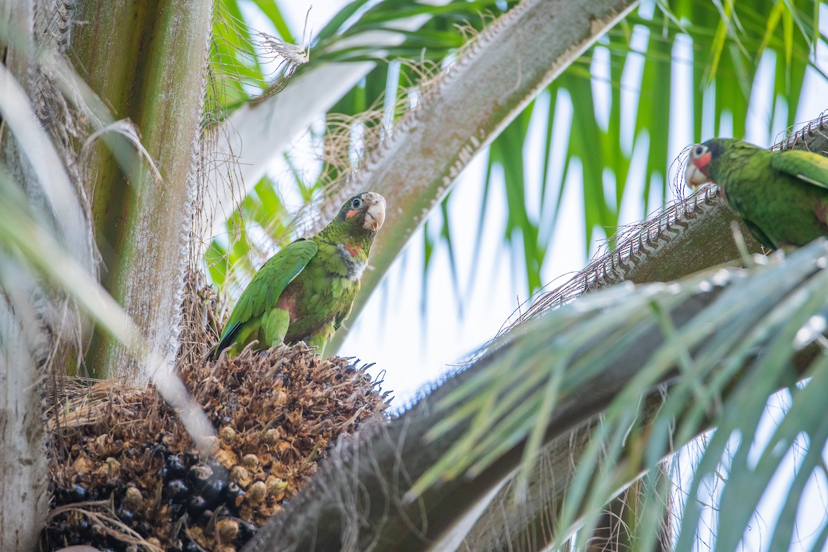 Kubaamazone (caymanensis/hesterna) - ML625325695