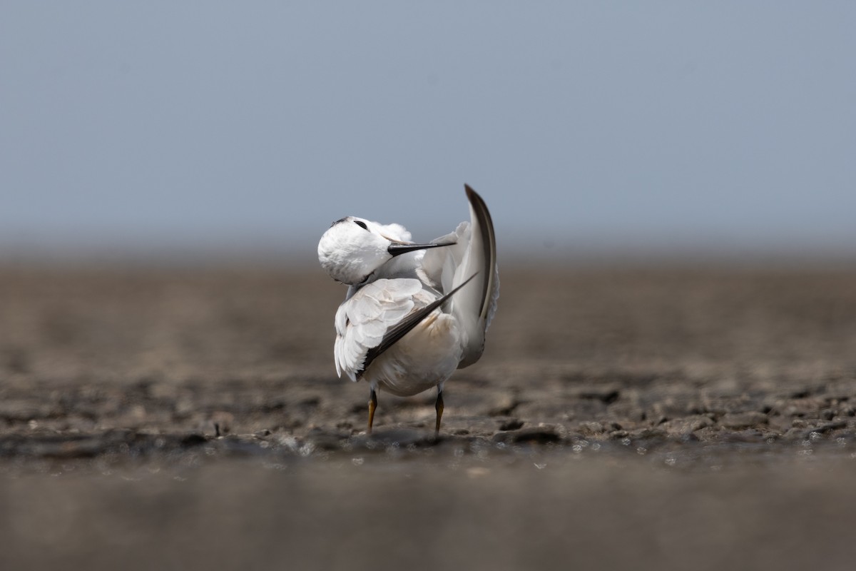 Saunders's Tern - ML625325713