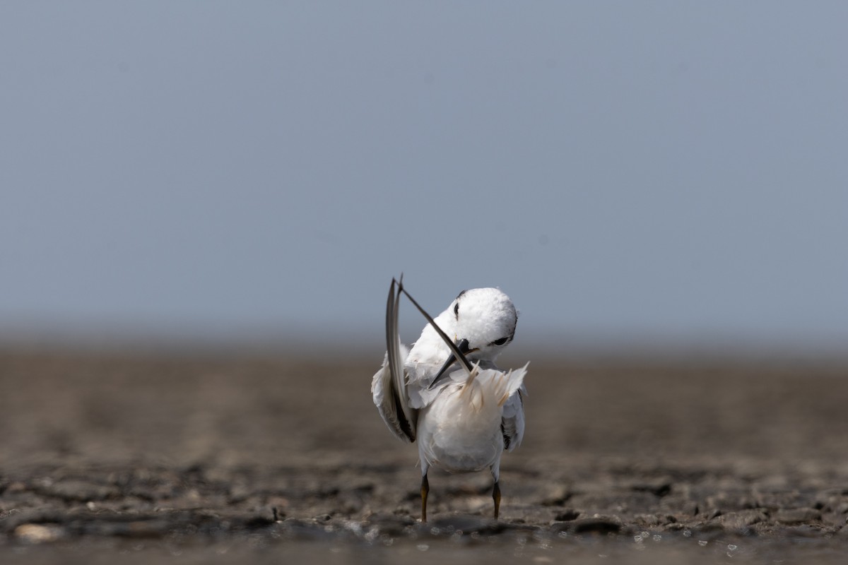 Saunders's Tern - ML625325726