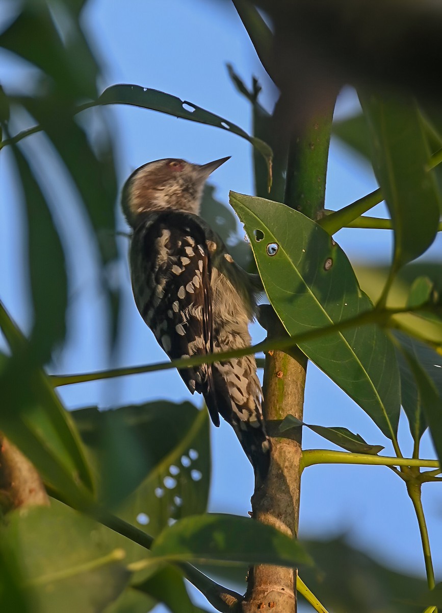 Brown-capped Pygmy Woodpecker - ML625325759