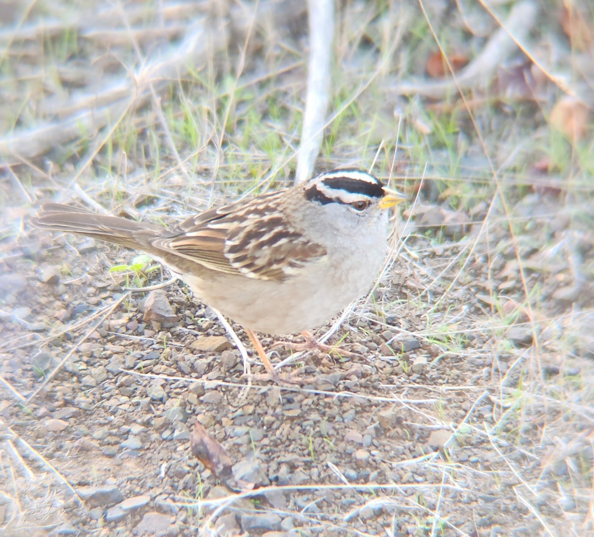 White-crowned Sparrow - ML625325790