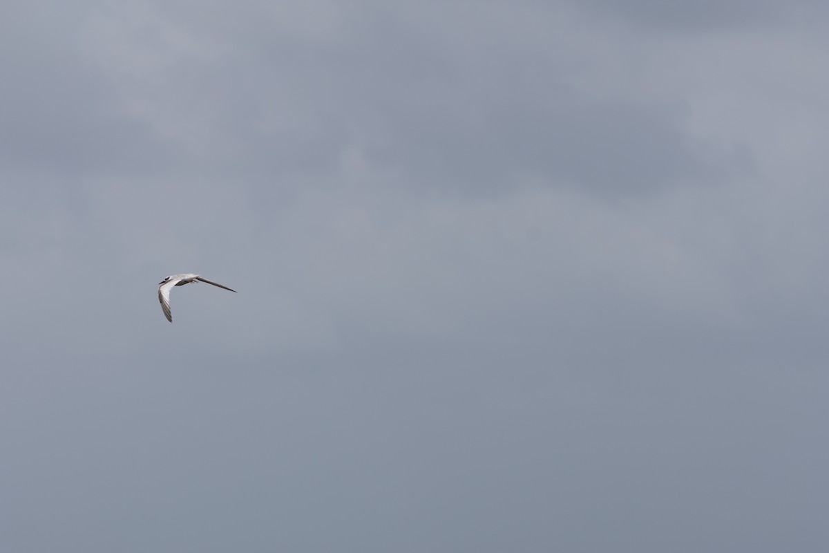 Saunders's Tern - ML625325792