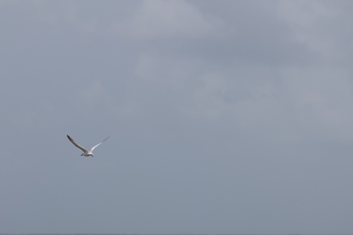 Saunders's Tern - ML625325801