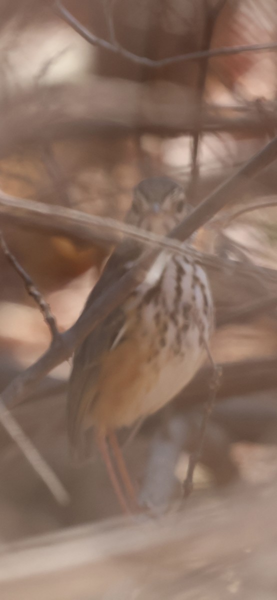 White-browed Antpitta - ML625325806