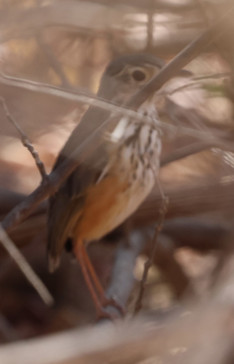 White-browed Antpitta - ML625325807