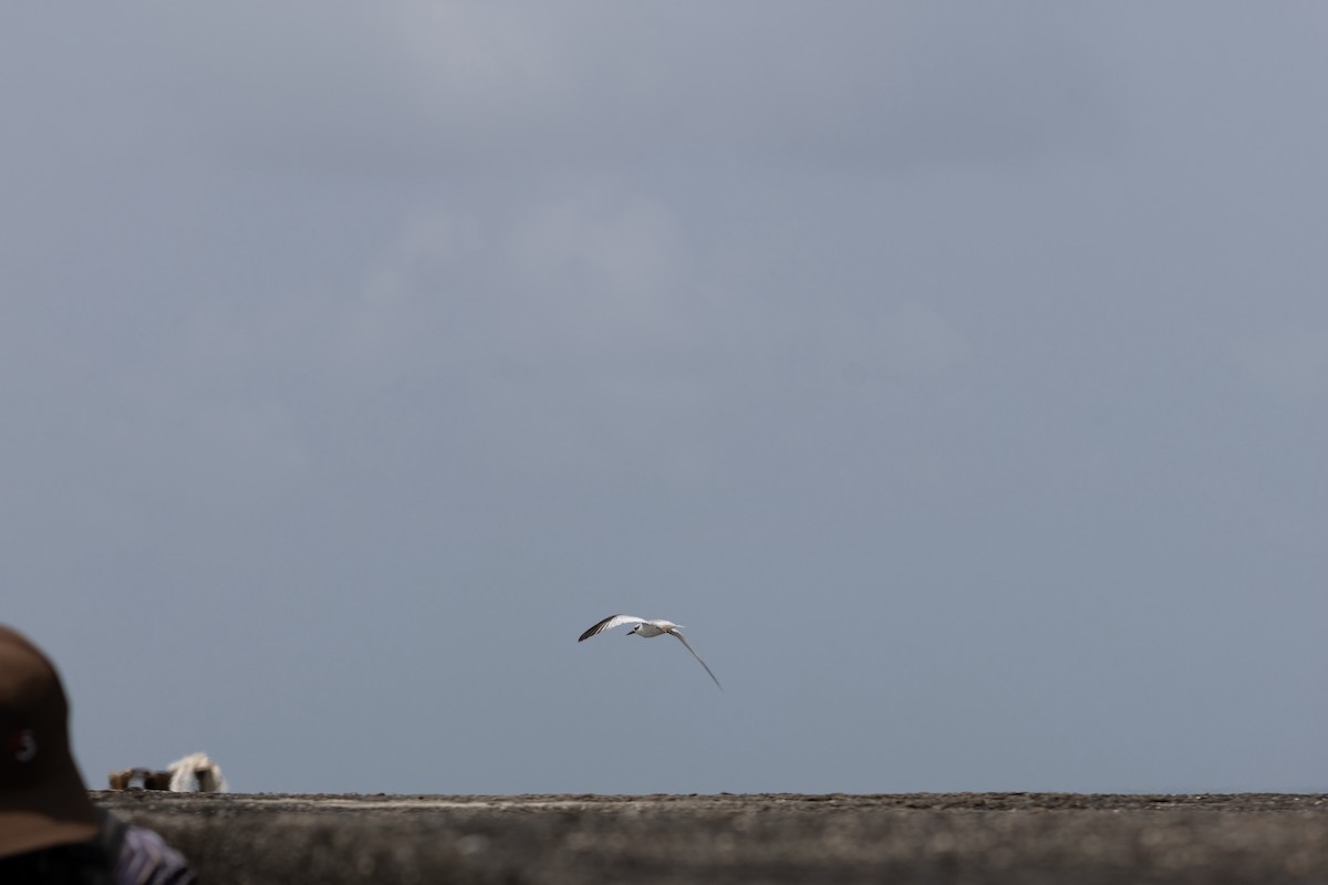 Saunders's Tern - ML625325813