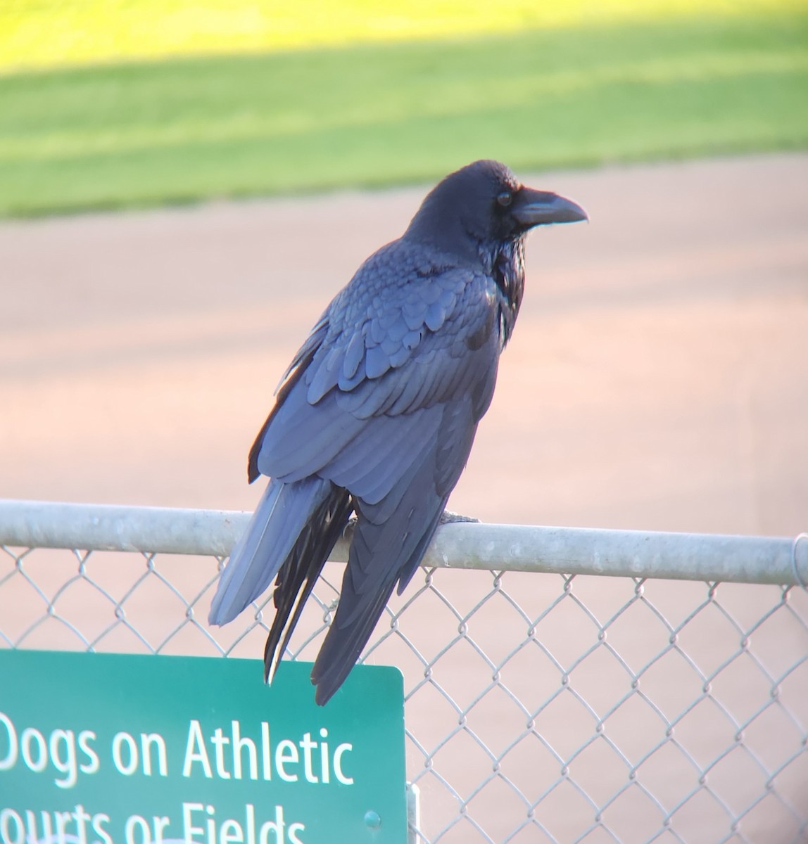 Common Raven - ML625325844