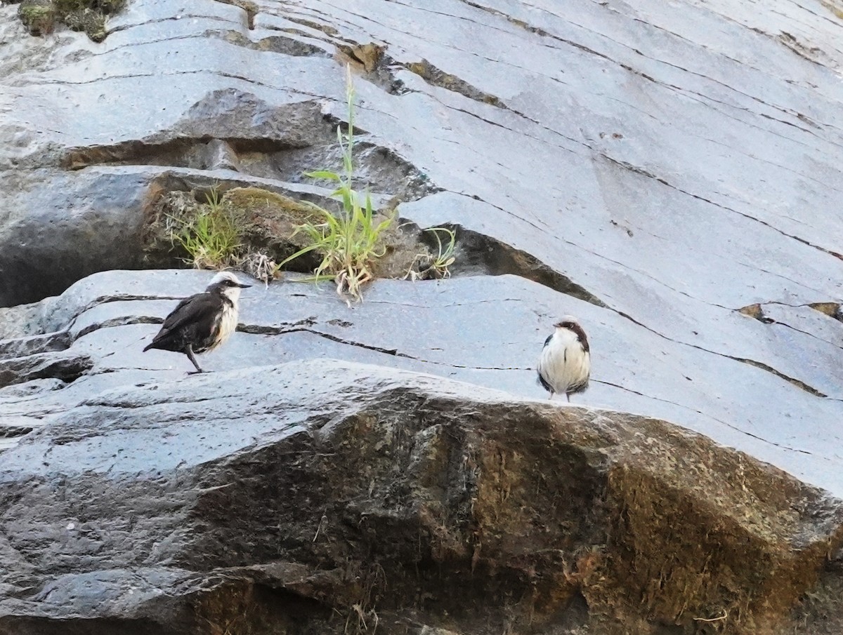 White-capped Dipper - ML625325849