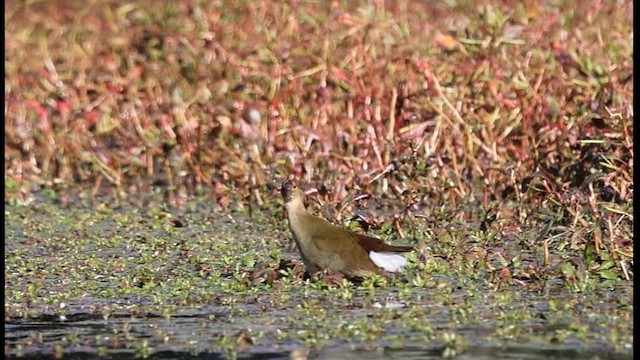 アメリカムラサキバン - ML625325856