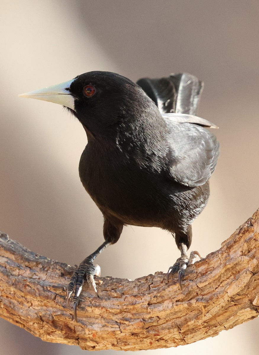 Solitary Black Cacique - Shep Thorp